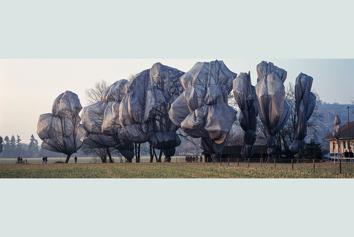 Trees Under Wraps Spotlight Article for Students
