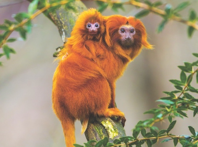 Monkey Crossing Life Science Article for Students