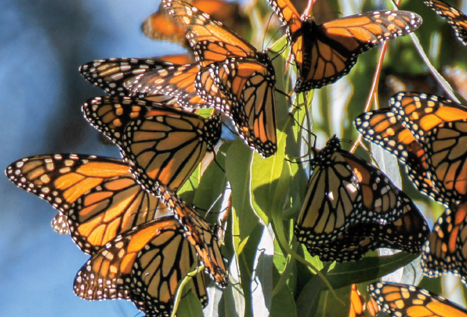 Scientists identify which butterflies are most at risk as the